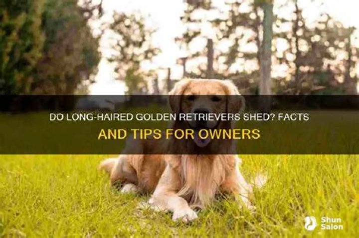 Do long haired golden retrievers shed?