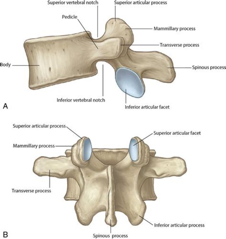 Do lumbar vertebrae have spinous processes?