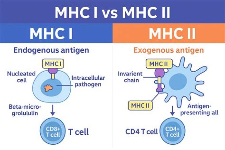 Do macrophages have mhc 1?