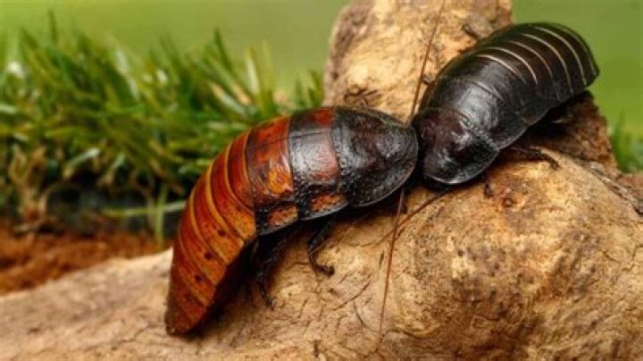 Do madagascar hissing cockroaches lay eggs?