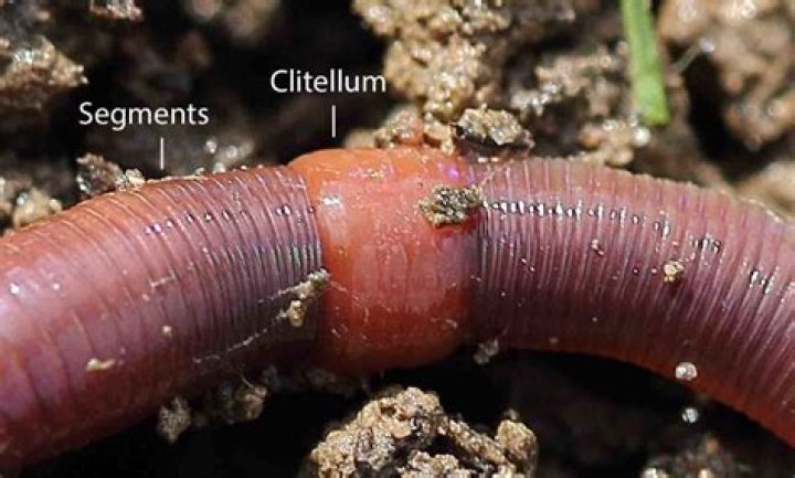 Do male earthworms have clitellum?