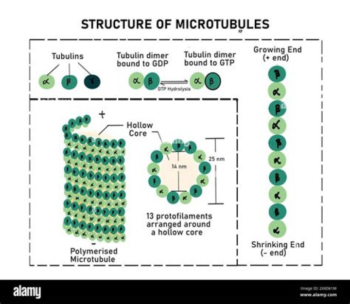 Do microtubules strengthen the plasma membrane?