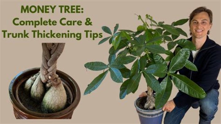 Do money trees regrow?