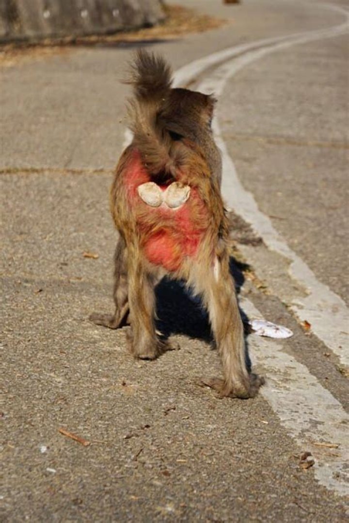 Do monkeys eat their poop?