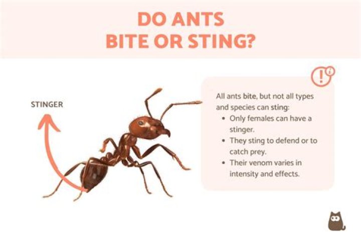 Do most ants bite?