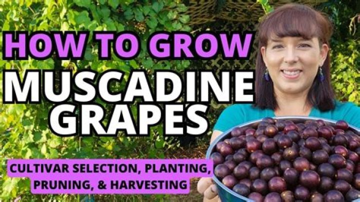 Do muscadine grapes have seeds?