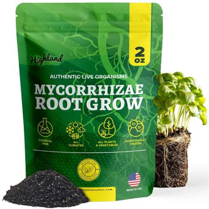 Do mycorrhizae only grow close to the root?