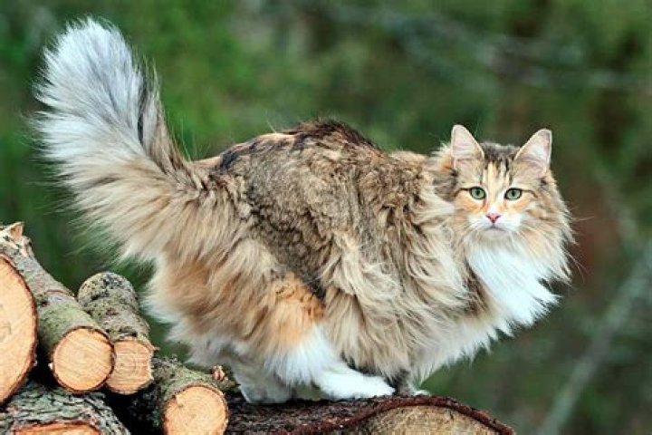 Do norwegian forest cats shed?