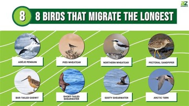 Do nuthatch birds migrate?
