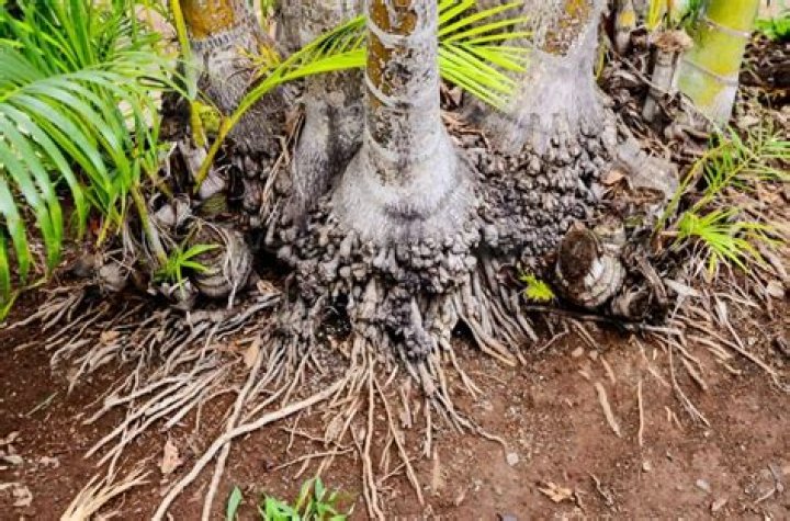 Do oleanders have invasive roots?