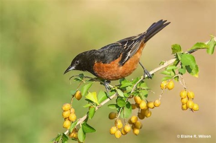 Do orioles eat orange marmalade?