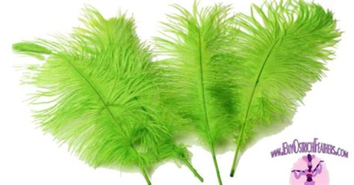 Do ostrich feathers grow back?