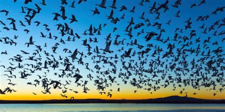 Do oven birds migrate?