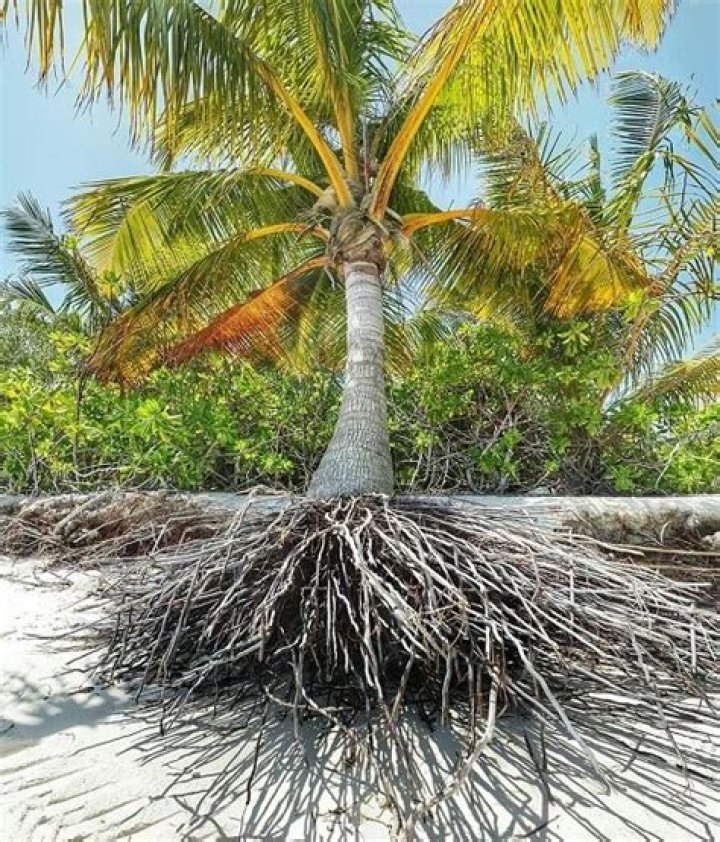 Do palms have invasive roots?