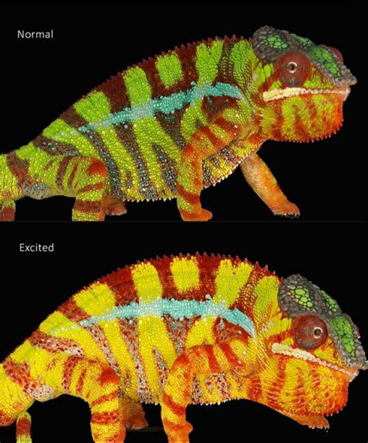 Do panther chameleons change color?