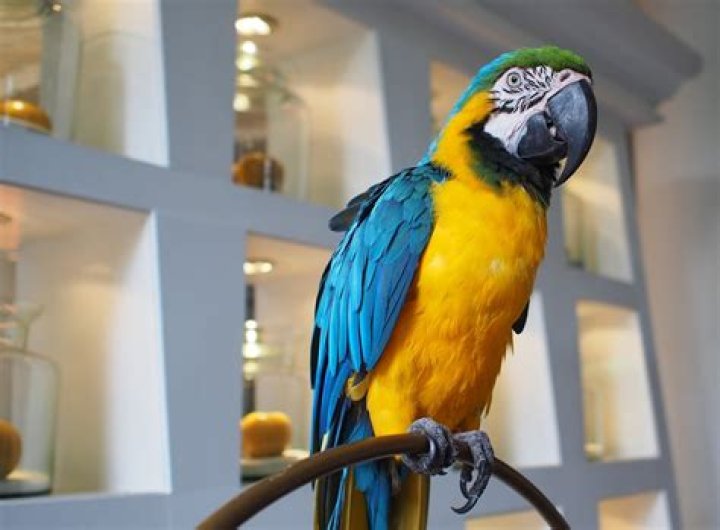 Do parrots understand what they say?