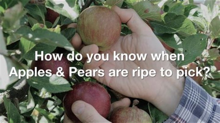 Do pears ripen after picking?