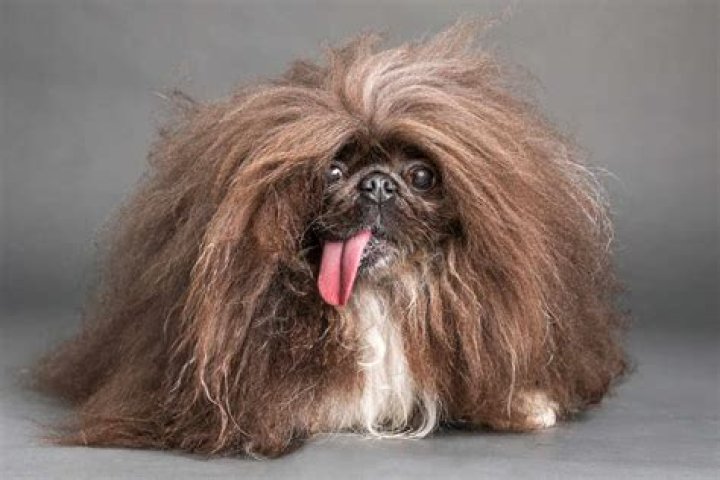 Do pekingese shed hair?