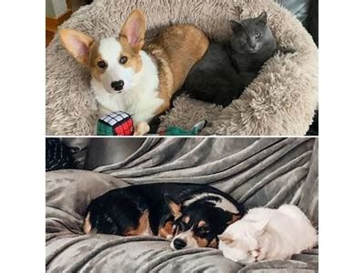 Do pembroke welsh corgis get along with cats?