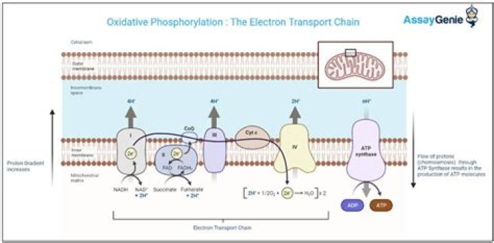 Do phosphorylation occurs in glycolysis?