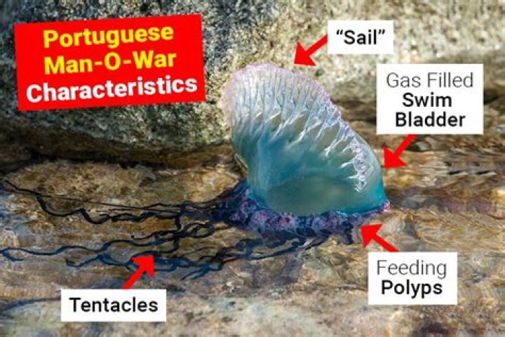 Do portuguese man of war leave scars?