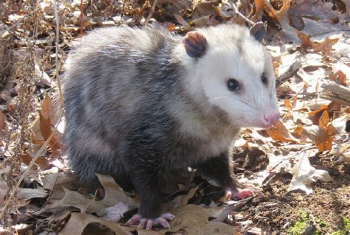 Do possums carry diseases fatal to dogs?