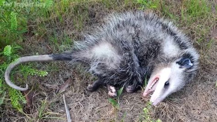 Do possums play dead?