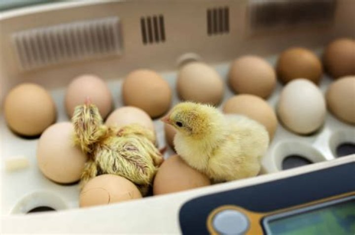 Do poultry eggs hatch?