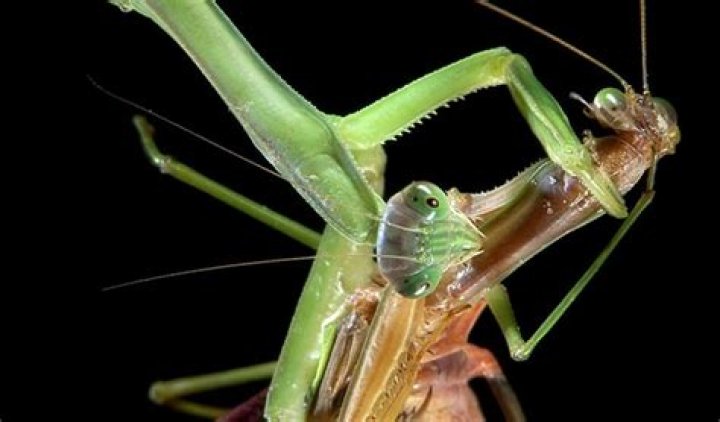 Do praying mantis eat their mates?