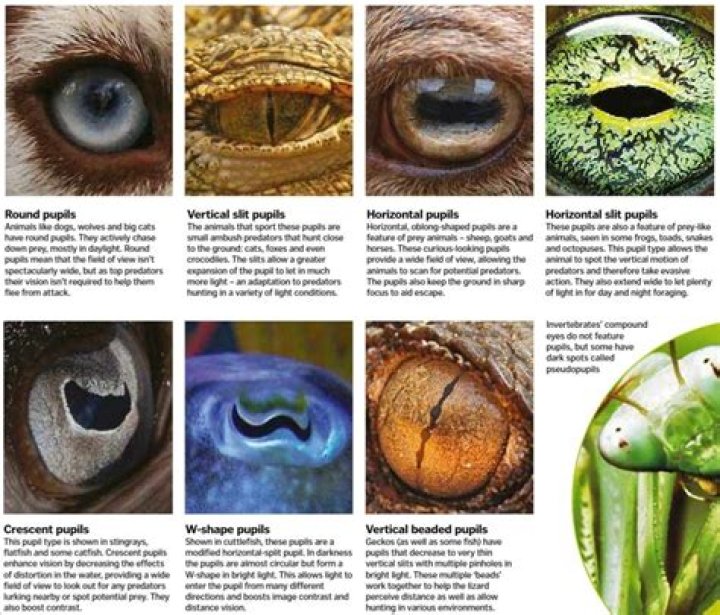 Do predators have forward facing eyes?