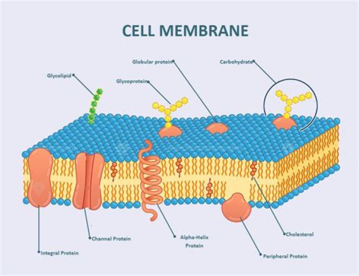 Do protists have a cell membrane?