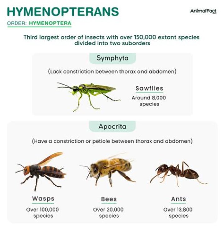 Do protostomes have a distinct head region?