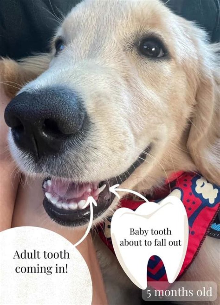 Do puppy teeth fall out?