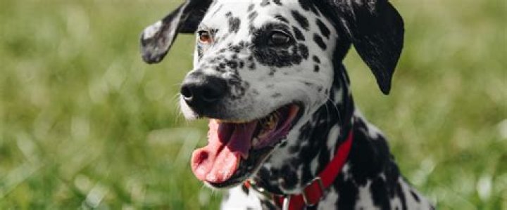 Do purebred dogs have spotted tongues?