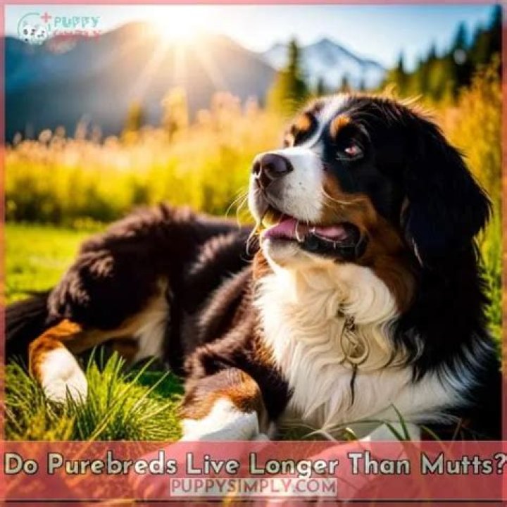 Do purebreds live longer?