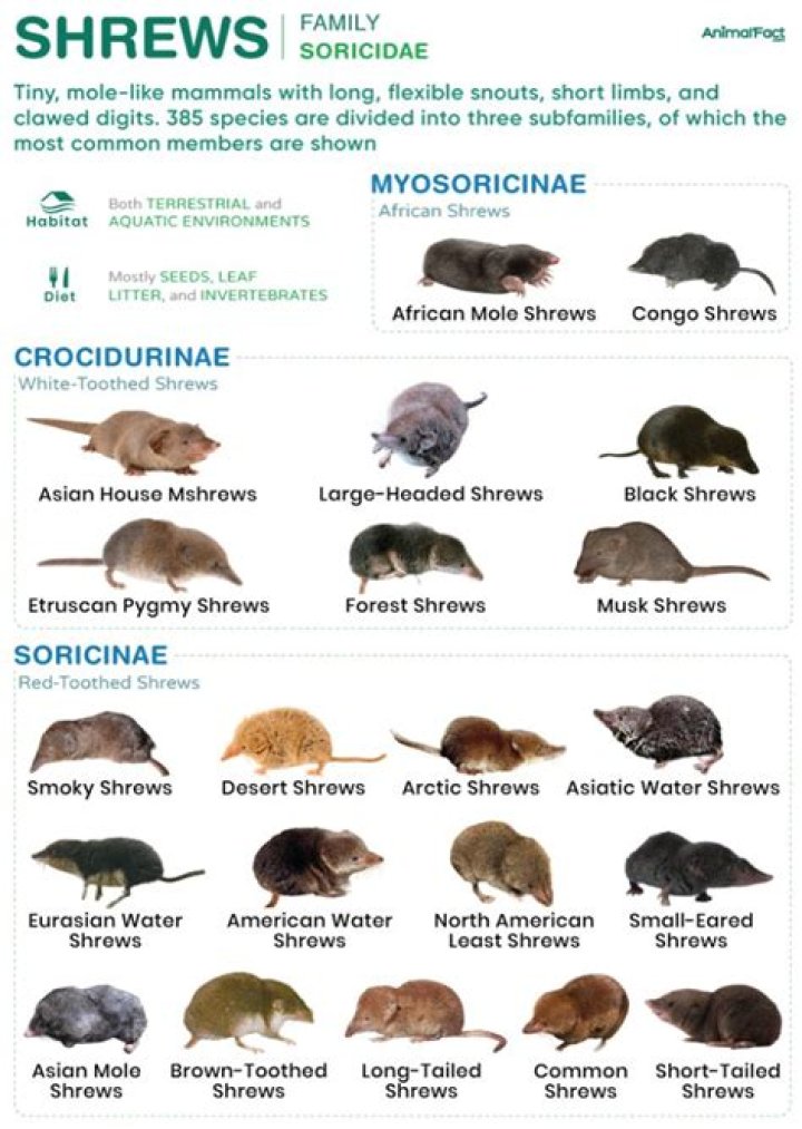 Do pygmy shrew live in ireland?