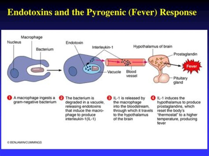 Do pyrogens cause fever?