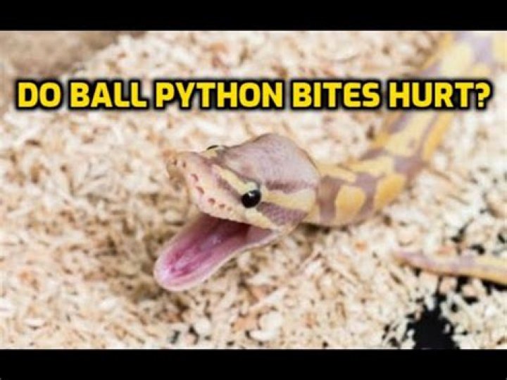 Do python bites hurt?