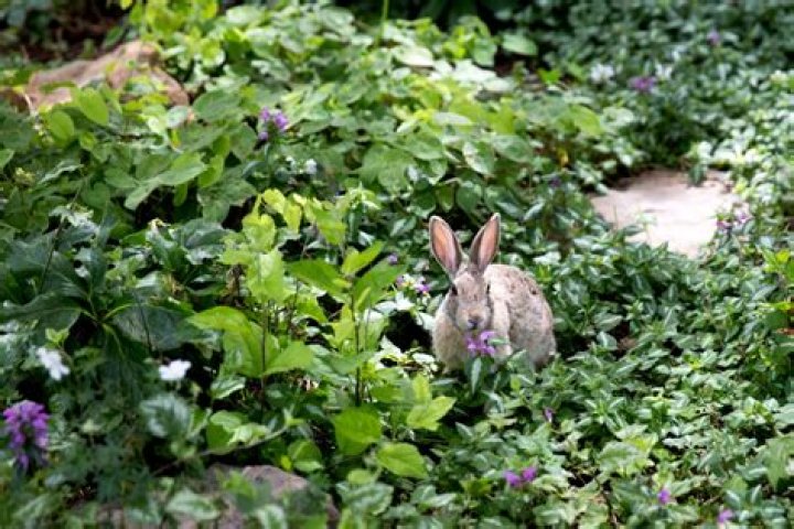 Do rabbits eat ground cherry plants?