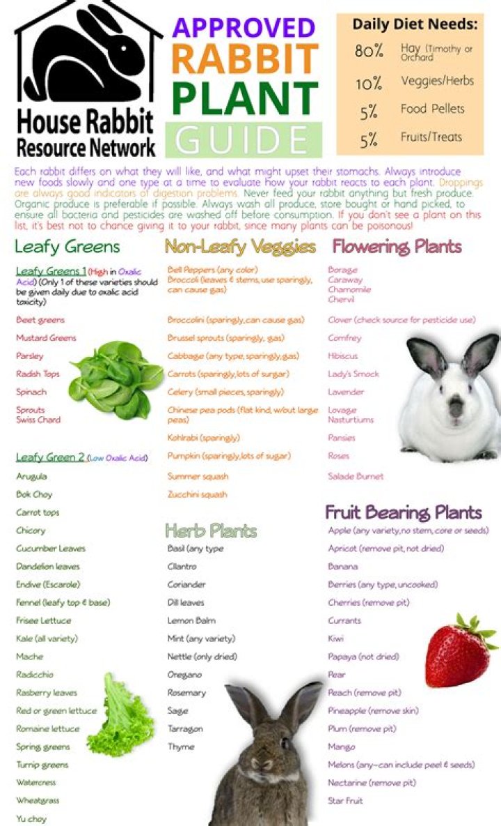 Do rabbits eat lilium?