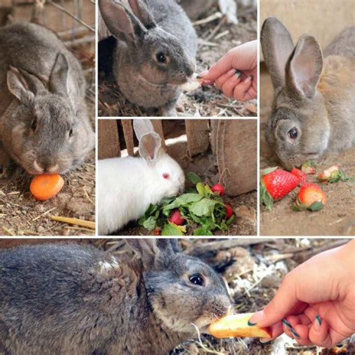 Do rabbits eat valerian?