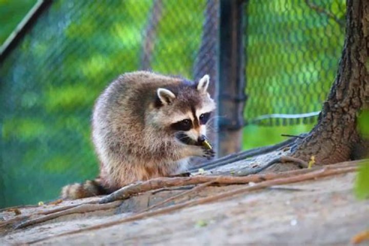 Do raccoons eat rabbits?