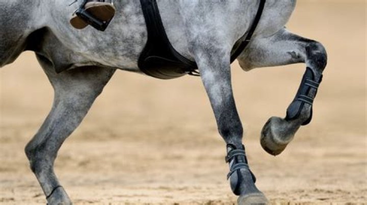 Do racehorses wear horseshoes?