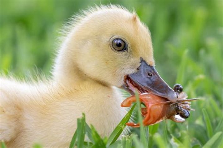Do rats eat ducklings?