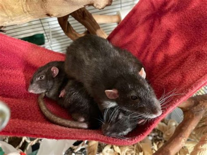 Do rats have bladders?