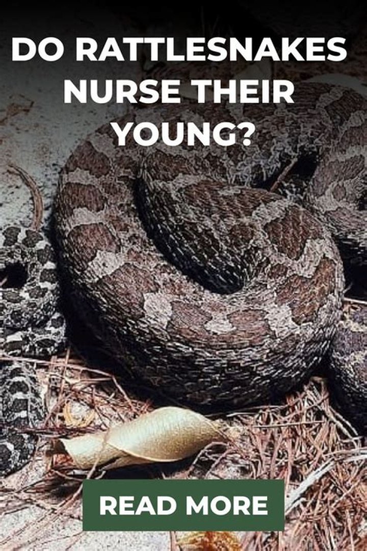 Do rattlesnakes nurse their young?