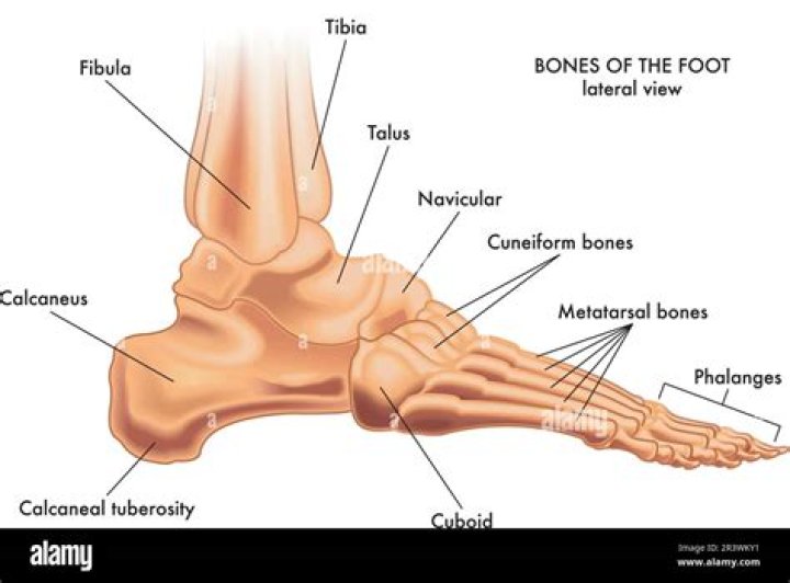 Do raw bones splinter?