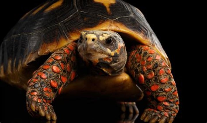 Do red footed tortoises need light?