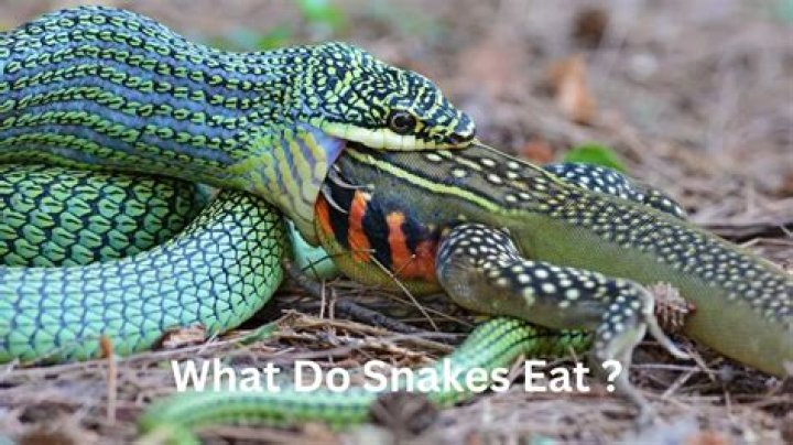 Do red kites eat snakes?