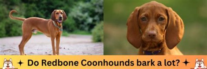 Do redbone coonhounds bark a lot?